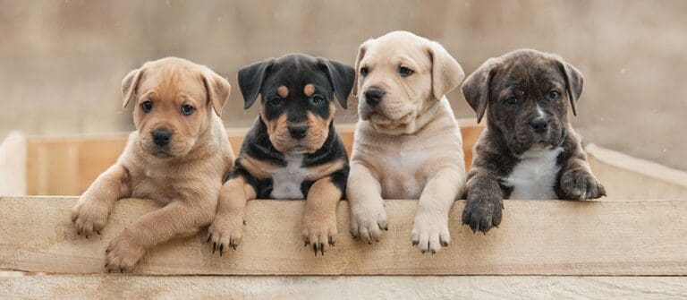 Tips for choosing the best breed for you