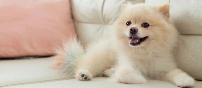 How to Prepare for an Apartment Puppy