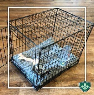 Puppy Starter Kit