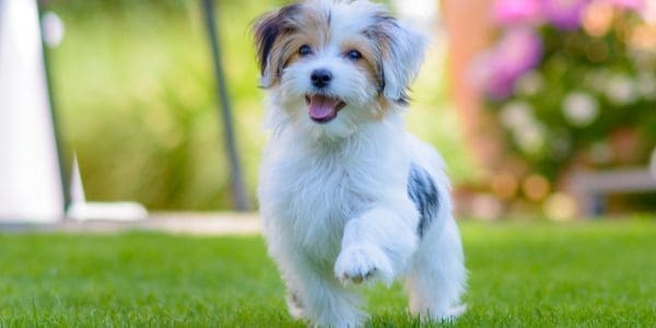 Purebred or Designer Breed?