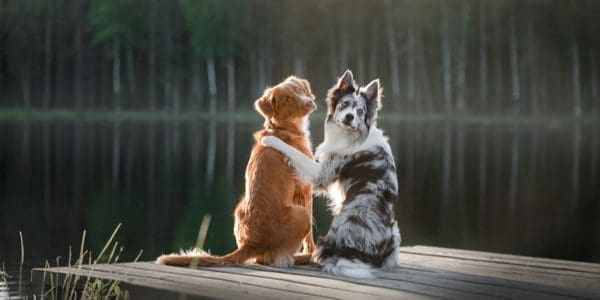 Introducing A Second Dog to Your Home
