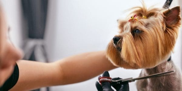 How Often Should I Groom My Dog?