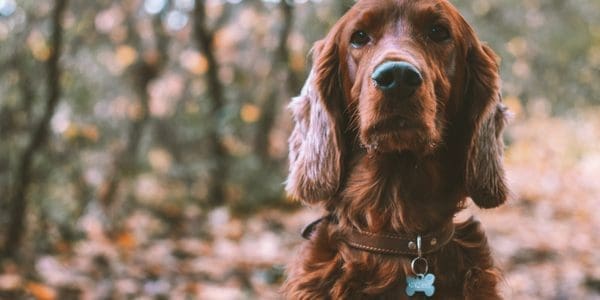 What Info Should My Dog Have On Its ID Tag?