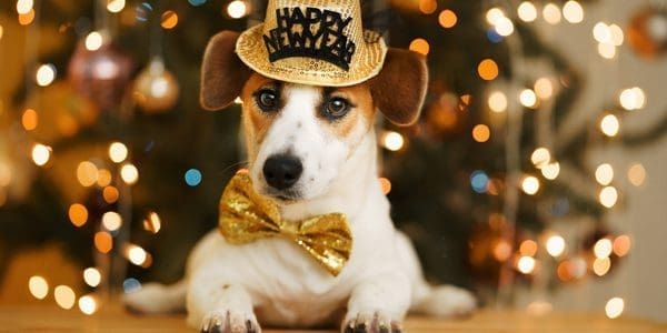 Does Your Dog Have A New Year’s Resolution?