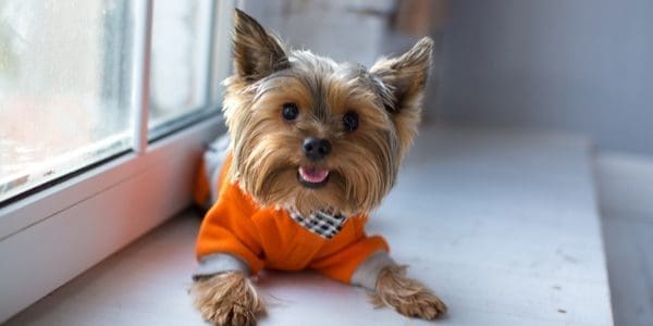 Keeping Your Dog Warm With Clothes This Winter