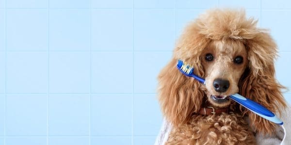 Dog Dental Month is a Reminder To Keep Those Teeth Clean