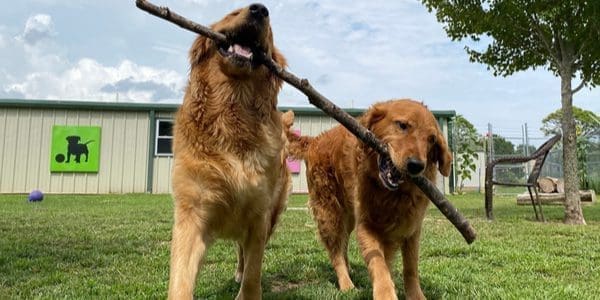 Is Doggy Daycare Worth It?
