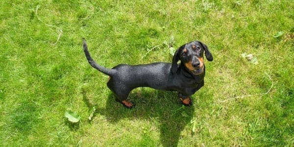 Why Do Dogs Wag Their Tails?