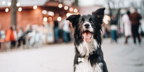 How Important is Having an ID Tag On Your Dog?