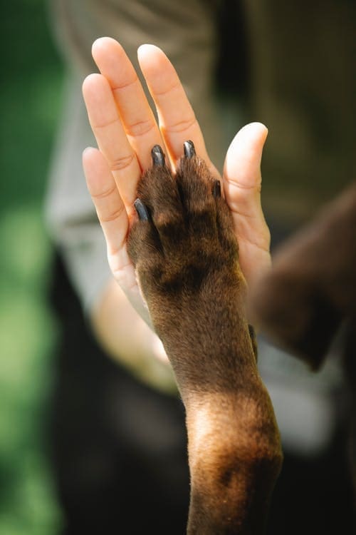 How To Handle Broken Nails on Our Puppies