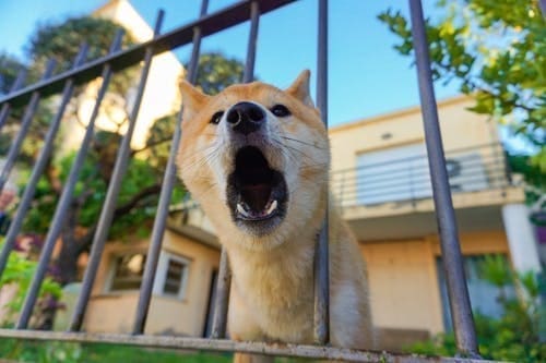 How To Stop Your Fur-Legged Friend from Barking at Strangers