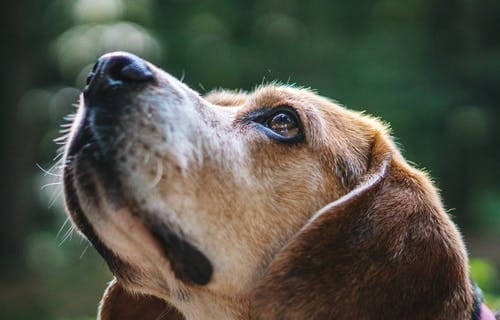 Your Dog’s Amazing Nose