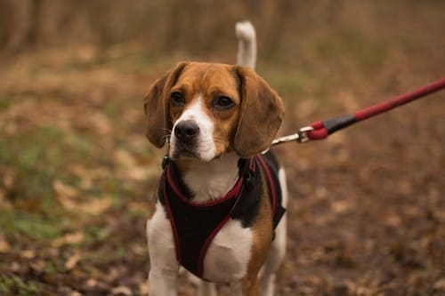 Dog Harnesses