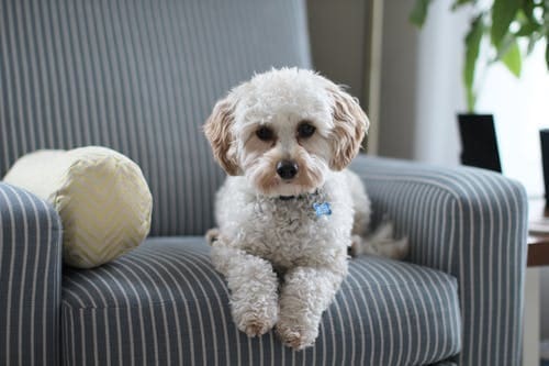 Puppy Accidents and How to Clean Them