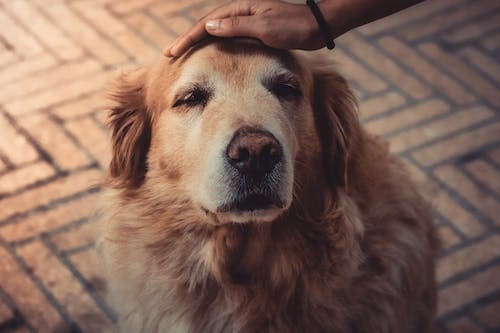 Longest Living Dog Breeds — Which are They and Ways to Achieve a Longer Life