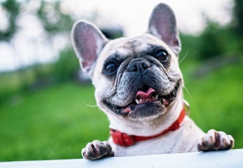 Simple Life Hacks for Dog Owners