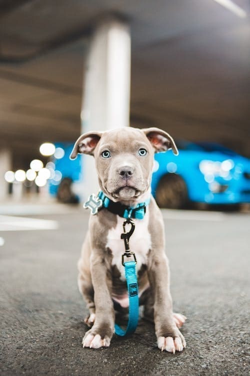 Twenty Awesome and Interesting Dog Facts — You’ll “Dig” Them!