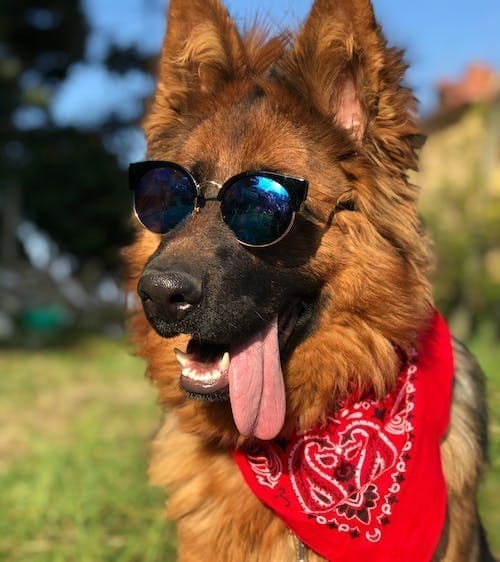 Five of the Newest Cool Dog Breeds