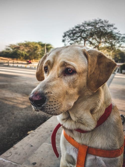 Top 8 Dog Breeds in the USA