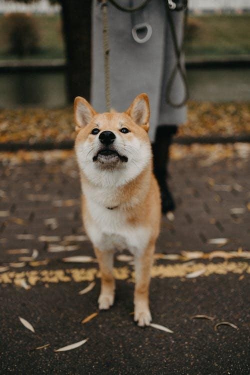 Jealousy In Dogs
