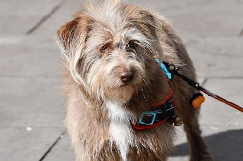 Six Amazing Breeds of Dogs That Are Not Talked About Enough