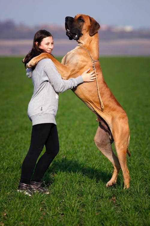 World Record Dog Holders