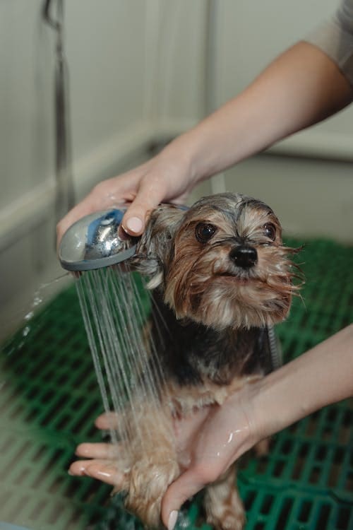 Easiest Dog Breeds to Take Care Of