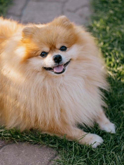 Two Great Pups: The Pomeranian and the Maltese