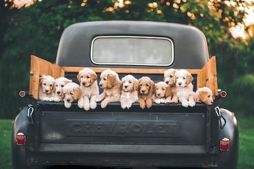 Breeds That Have the Largest Litters of Puppies