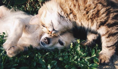 They’ll Fight Like Cats and Dogs!