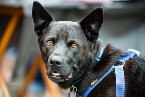 Police Dog Breeds