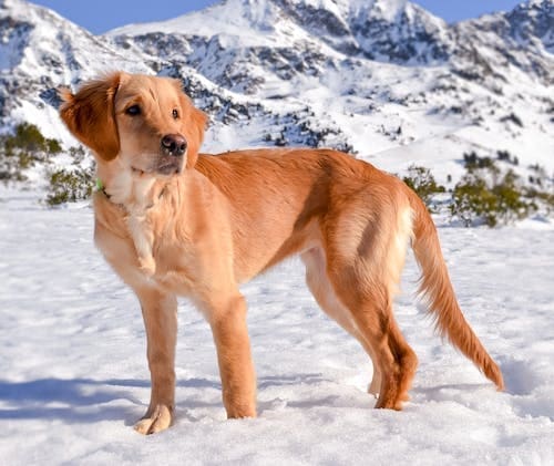 Protecting Your Dog Against Frostbite