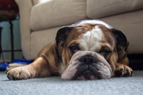 The Easiest-Going Breeds of Dogs