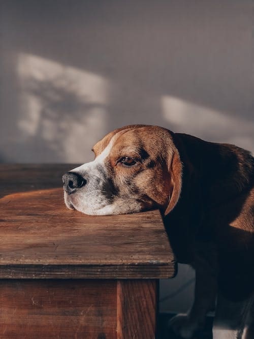 How To Prevent A Dog From Being Bored