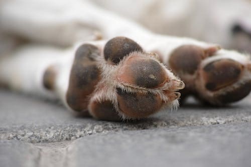 The Best Way to Keep Dogs’ Pads Healthy