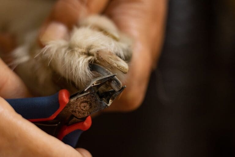 What To Do When Your Dog Breaks Their Nail