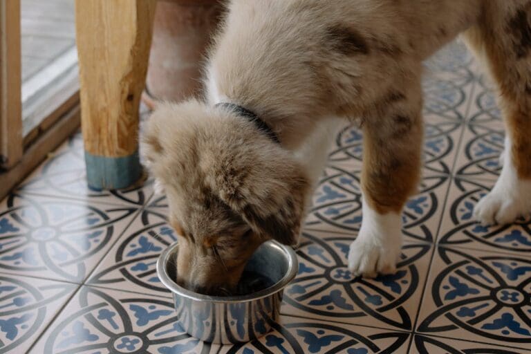 Foods That Are Toxic for Dogs: A Comprehensive Guide