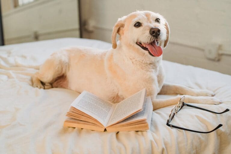 Labrador Retriever Breed Guide