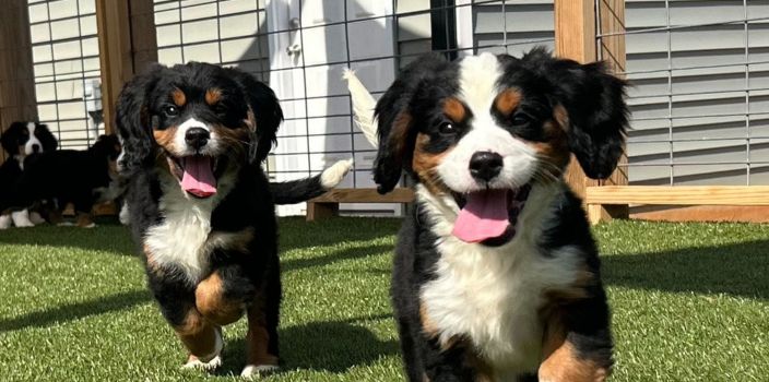 Who Actually Breeds South Carolina Dog Club Puppies? The Story Behind Every Pup