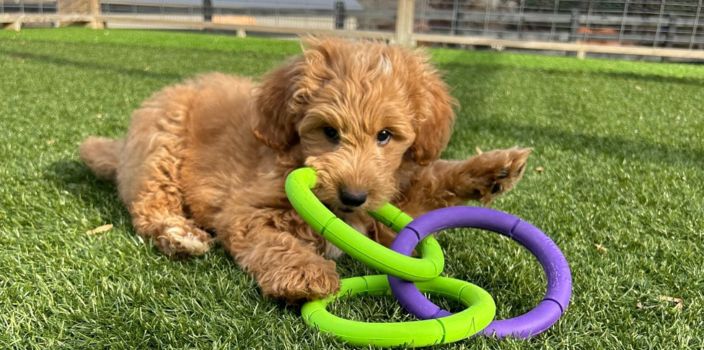 How Much Exercise Does Your Puppy Really Need? A Practical Guide for Growing Dogs