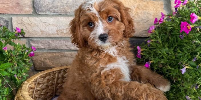 Puppy Vaccines Explained: What Your Dog Needs in the First Year