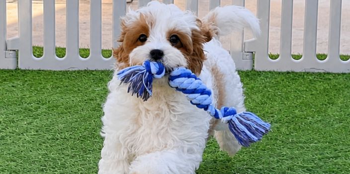 Puppy Zoomies at Night: How to Calm Evening Hyperactivity