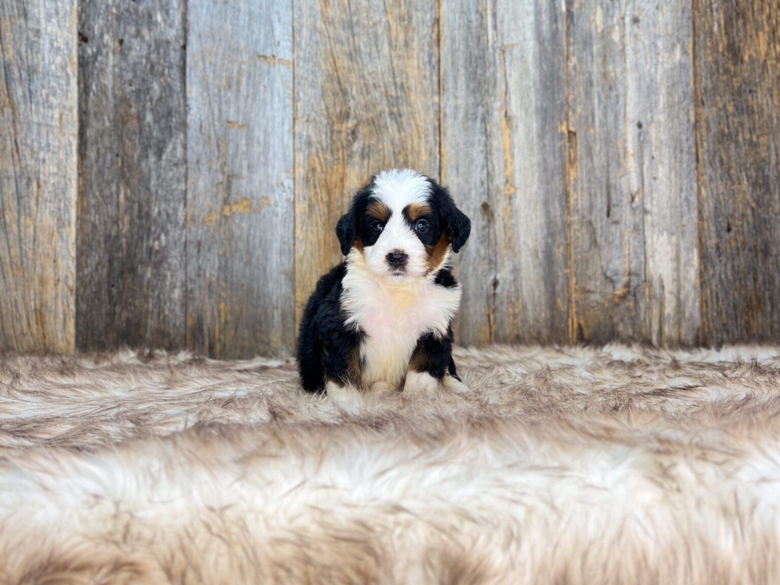 I am just a tiny baby and would love to join your family soon! Of course, you can’t see how cute and curly I will be when I get older, so the Dog Club will send updated photos when I am about 6 to 7 weeks old, if you choose to adopt me. Infant puppy deposits are refundable or transferrable.