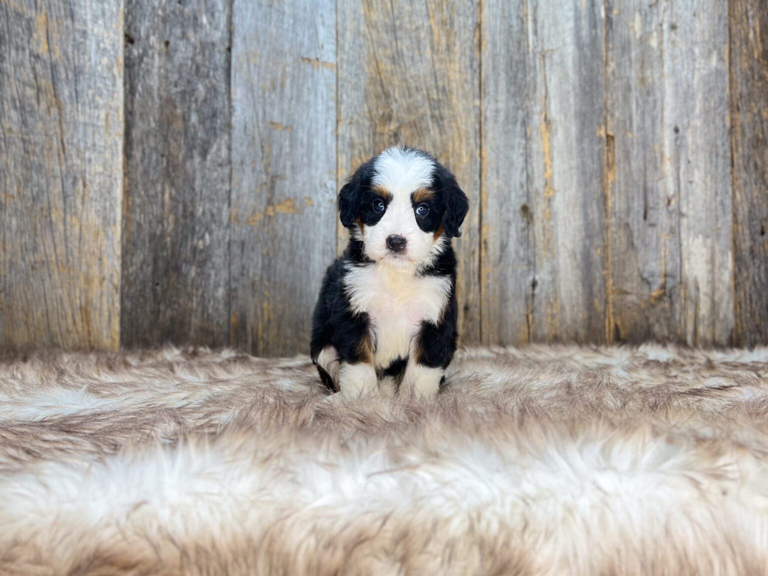 I am just a tiny baby and would love to join your family soon! Of course, you can’t see how cute and curly I will be when I get older, so the Dog Club will send updated photos when I am about 6 to 7 weeks old, if you choose to adopt me. Infant puppy deposits are refundable or transferrable.