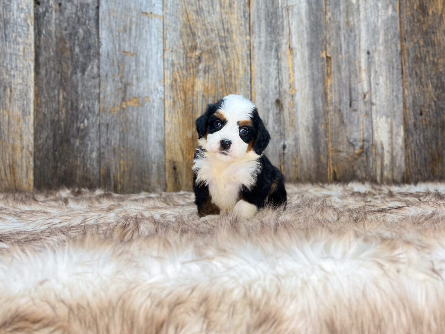 I am just a tiny baby and would love to join your family soon! Of course, you can’t see how cute and curly I will be when I get older, so the Dog Club will send updated photos when I am about 6 to 7 weeks old, if you choose to adopt me. Infant puppy deposits are refundable or transferrable.