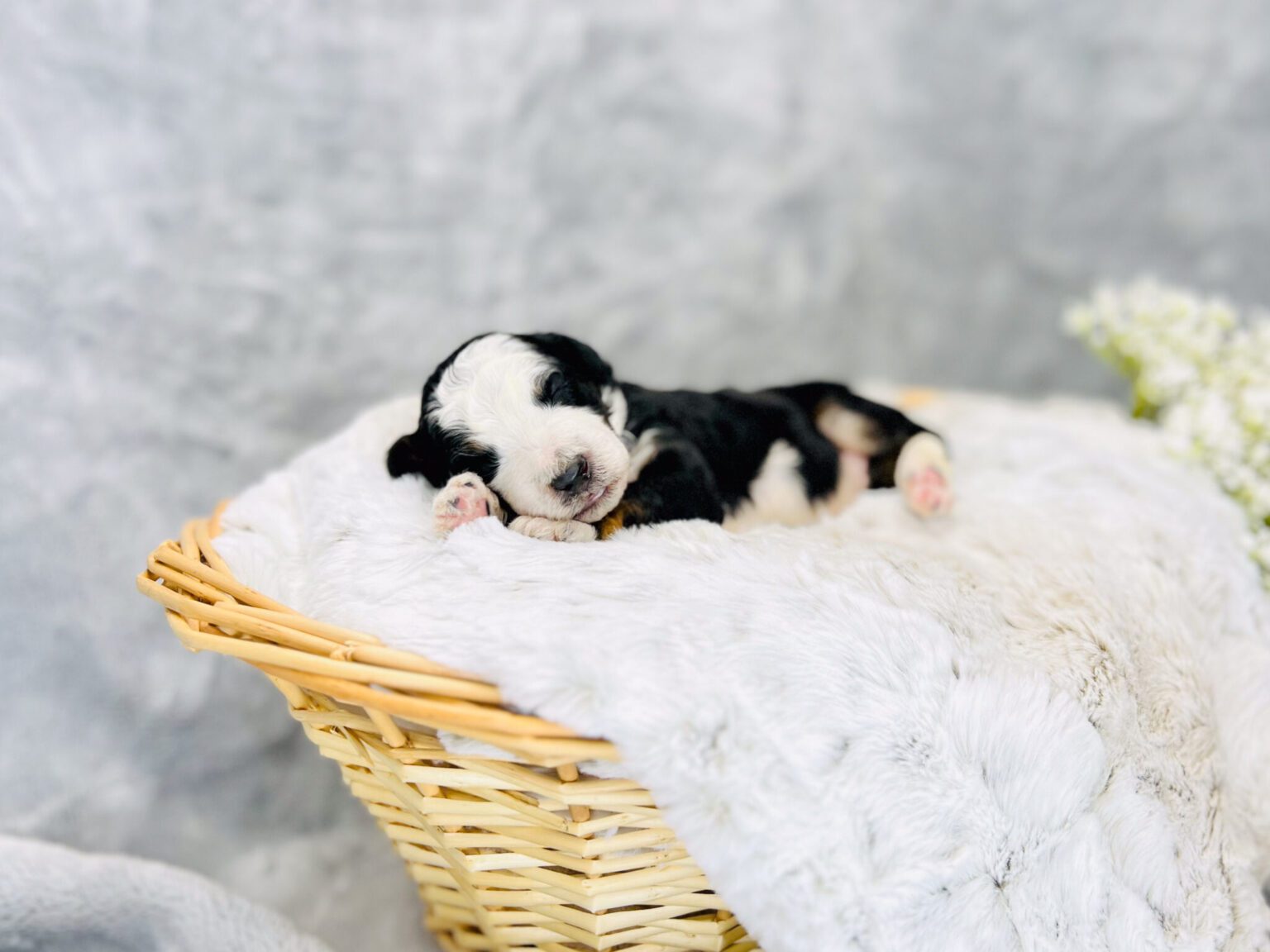 I am just a tiny baby and would love to join your family soon! Of course, you can’t see how cute and curly I will be when I get older, so the Dog Club will send updated photos when I am about 6 to 7 weeks old, if you choose to adopt me. Infant puppy deposits are refundable or transferrable.