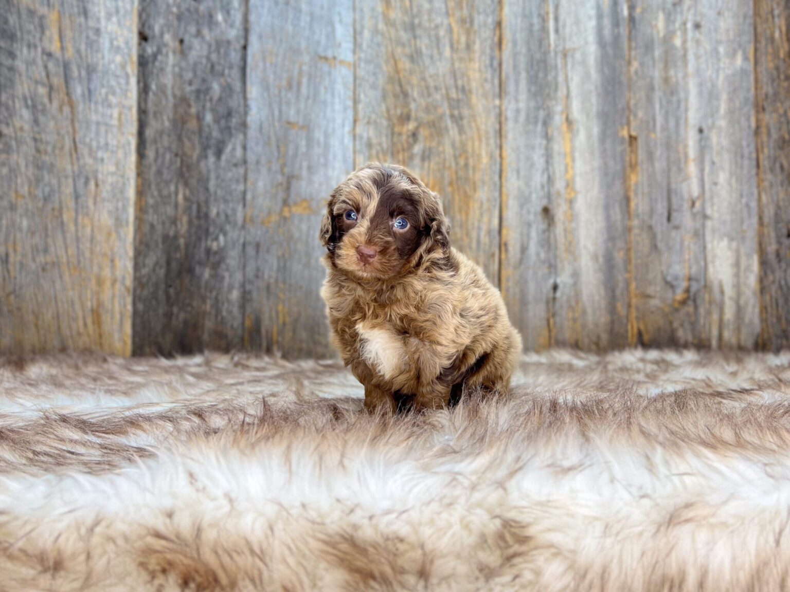 I am just a tiny baby and would love to join your family soon! Of course, you can’t see how cute and curly I will be when I get older, so the Dog Club will send updated photos when I am about 6 to 7 weeks old, if you choose to adopt me. Infant puppy deposits are refundable or transferrable.