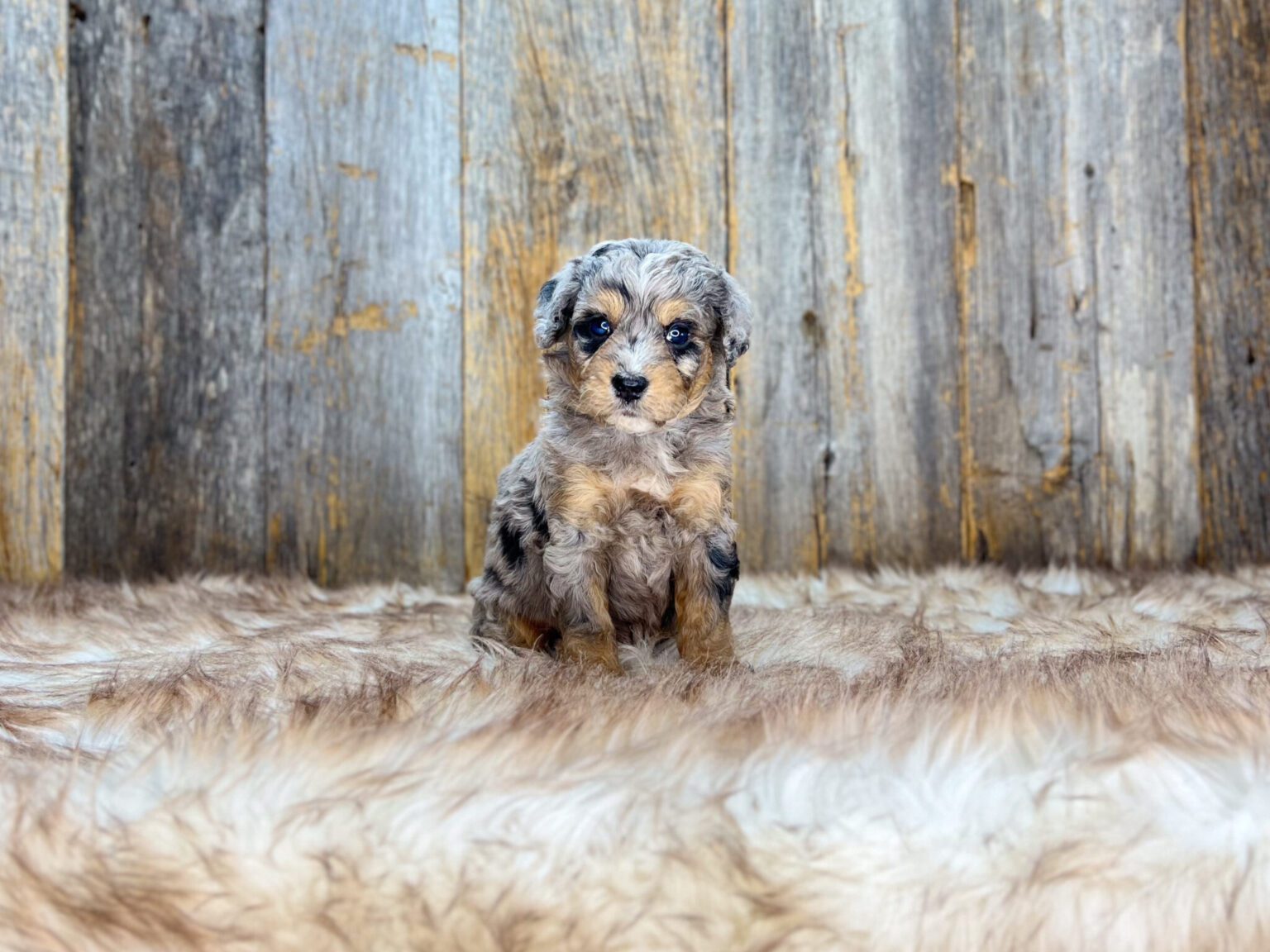 I am just a tiny baby and would love to join your family soon! Of course, you can’t see how cute and curly I will be when I get older, so the Dog Club will send updated photos when I am about 6 to 7 weeks old, if you choose to adopt me. Infant puppy deposits are refundable or transferrable.
