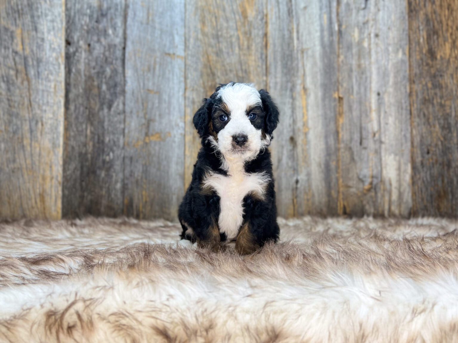I am just a tiny baby and would love to join your family soon! Of course, you can’t see how cute and curly I will be when I get older, so the Dog Club will send updated photos when I am about 6 to 7 weeks old, if you choose to adopt me. Infant puppy deposits are refundable or transferrable.
