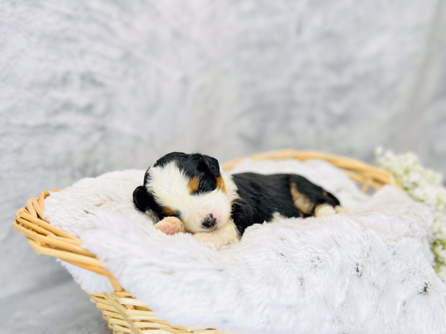I am just a tiny baby and would love to join your family soon! Of course, you can’t see how cute and curly I will be when I get older, so the Dog Club will send updated photos when I am about 6 to 7 weeks old, if you choose to adopt me. Infant puppy deposits are refundable or transferrable.